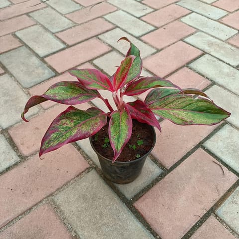 Aglaonema Lipstick in 4 Inch Nursery Pot