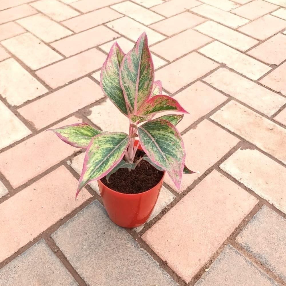 Aglaonema Lipstick in 5 Inch Elegant Plastic Pot (colour may vary)