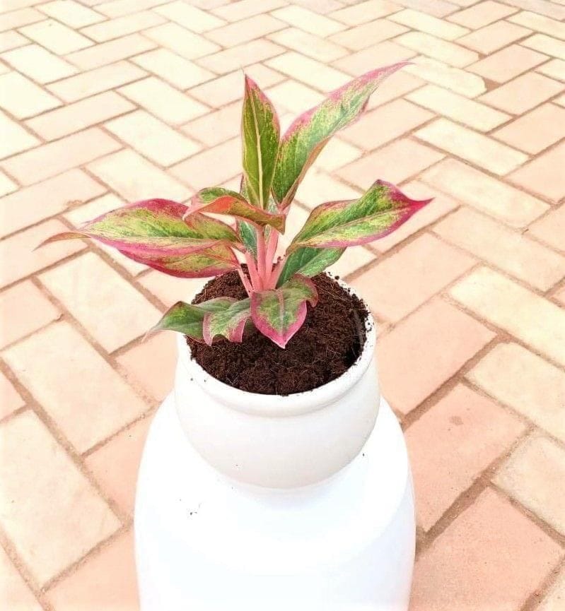 Aglaonema Lipstick in 6 Inch Ceramic Pot (any colour)