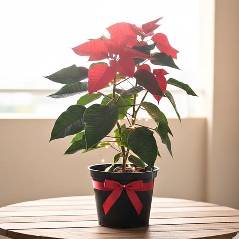 Poinsettia Red in 5 Inch Nursery Pot