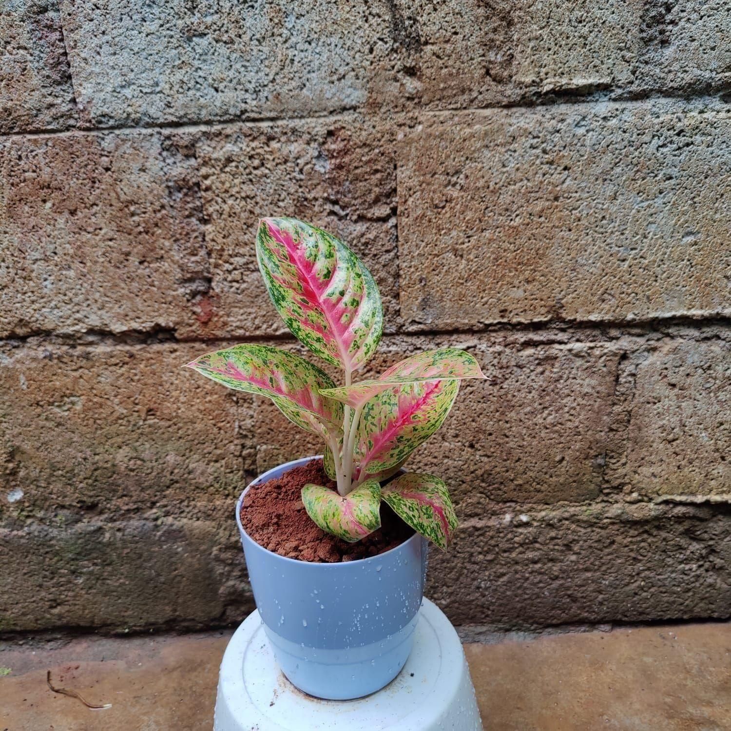 Aglaonema Lipstick in 6 Inch Premium Plastic Pot (any colour)
