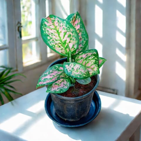 Aglaonema Pink Dalmatian in 5 Inch Nursery Pot with Tray