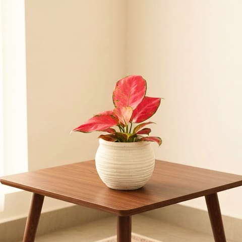 Aglaonema Red Ruby in 5 Inch White Matki Designer Ceramic Pot