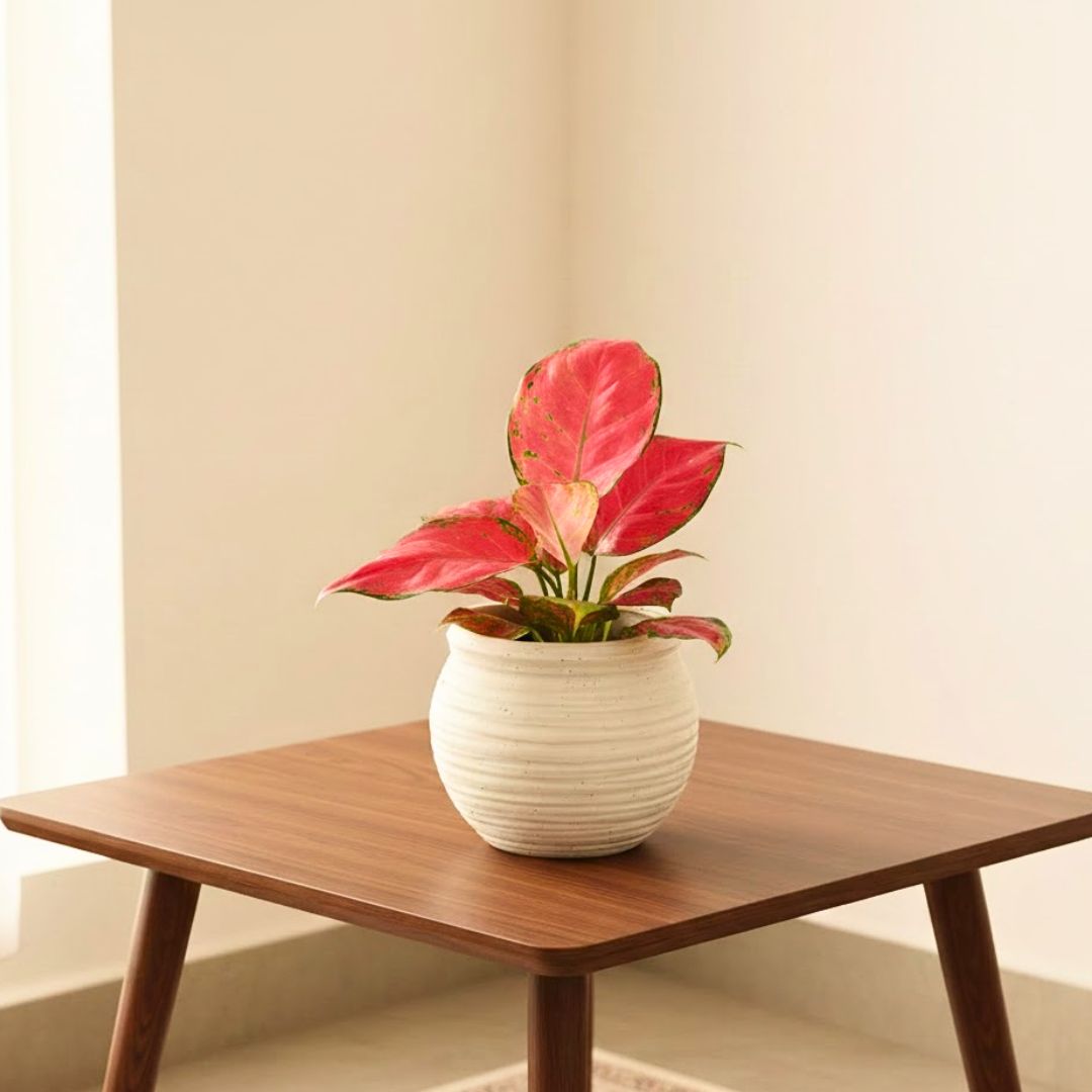 Aglaonema Red Ruby in 5 Inch White Matki Designer Ceramic Pot