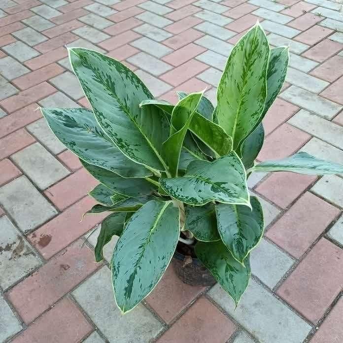 Aglaonema Silver in 8 Inch Nursery Pot
