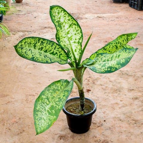 Aglaonema Snow White (~ 2 Ft) in 10 Inch Nursery Pot