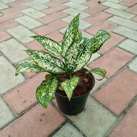 Aglaonema Snow White in 4 Inch Nursery Pot