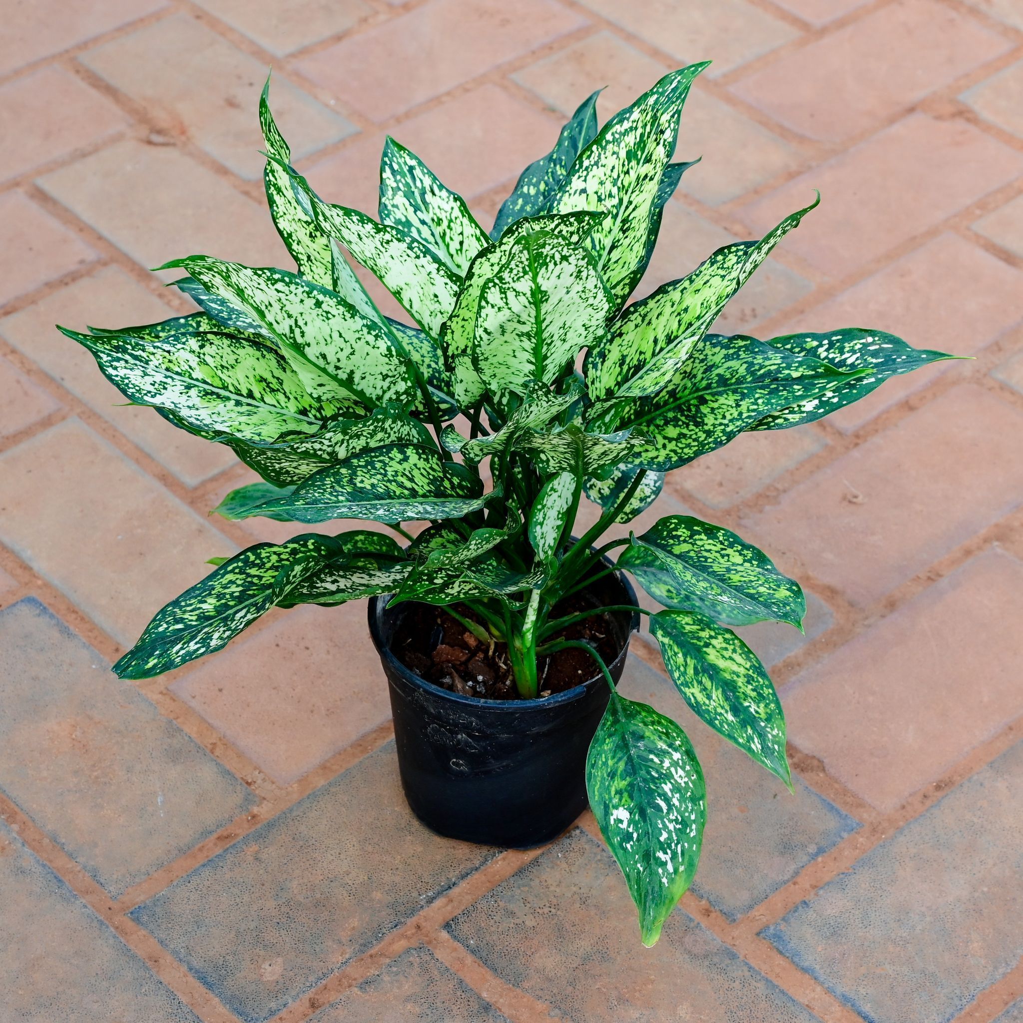 Aglaonema Snow White in 5 Inch Nursery Pot