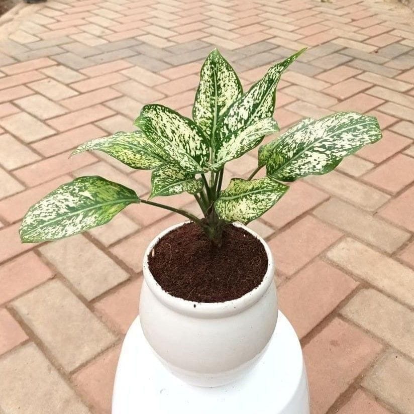 Aglaonema Snow White in 6 Inch Ceramic Balti Planter (any colour)