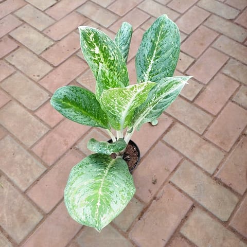 Aglaonema Variegated Tiger in 5 Inch Nursery Pot