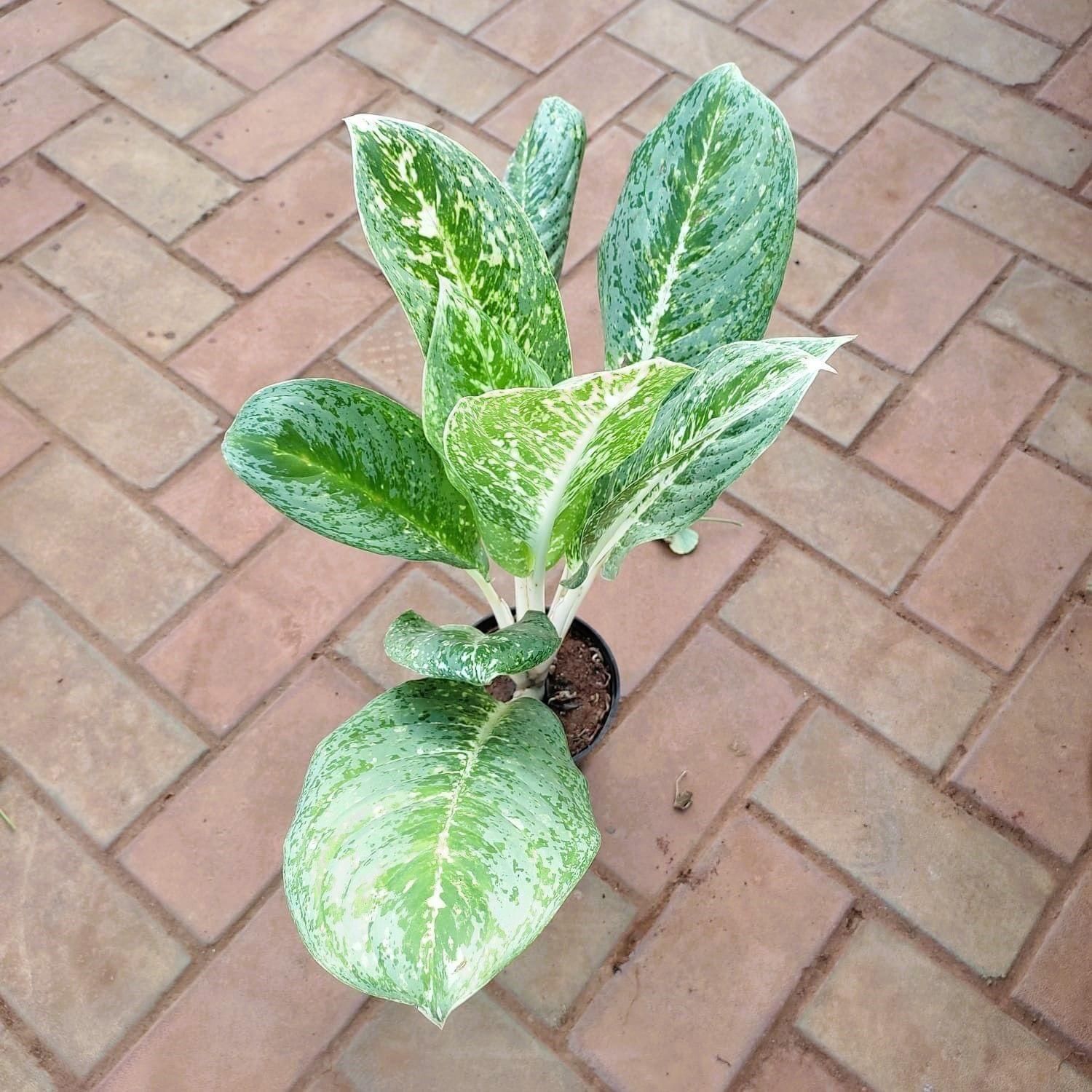 Aglaonema Variegated Tiger in 5 Inch Nursery Pot