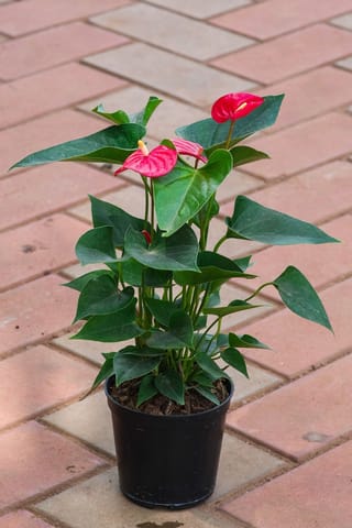 Anthurium Red in 5 Inch Nursery Pot