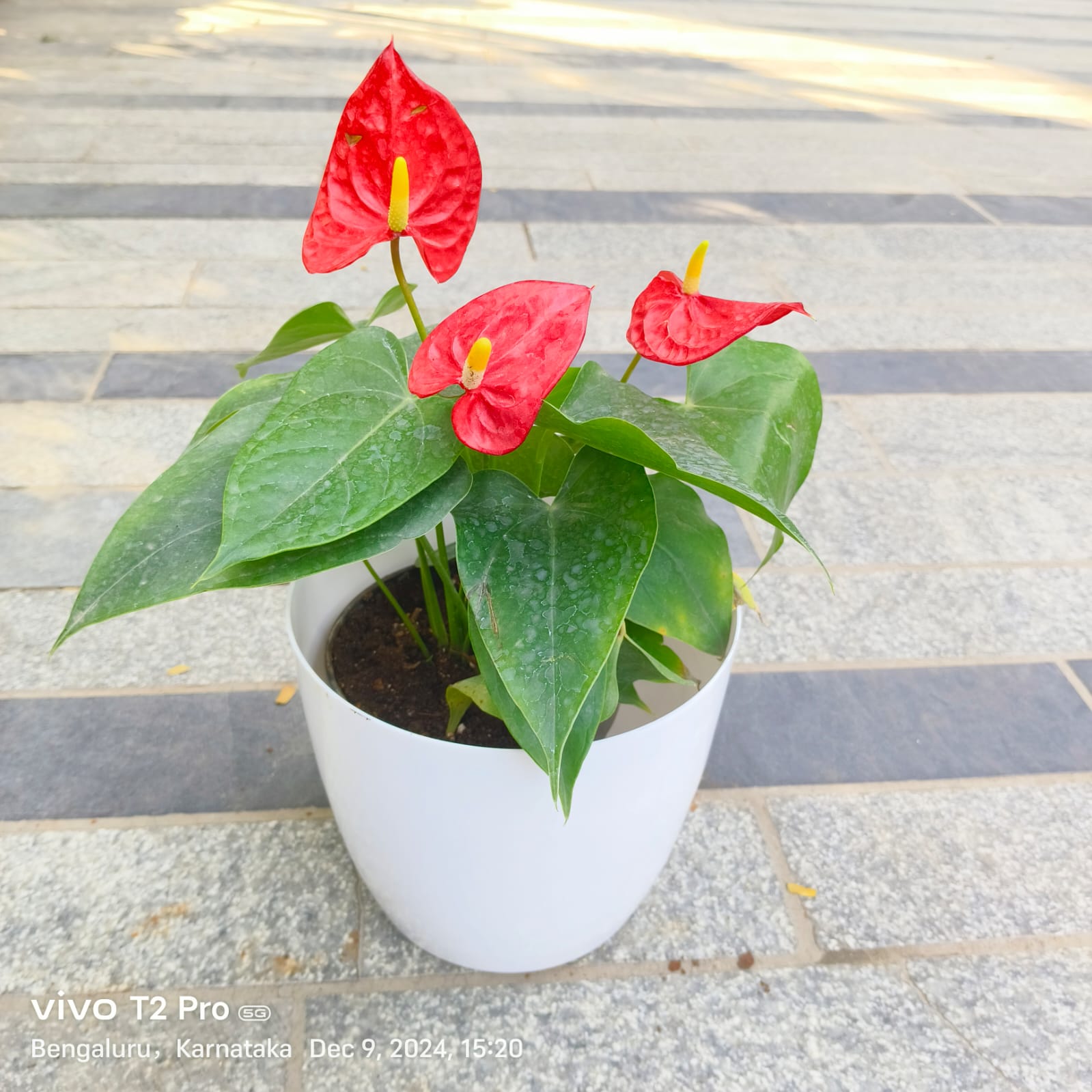 Anthurium Red in 7 Inch Classy White Round Plastic Pot