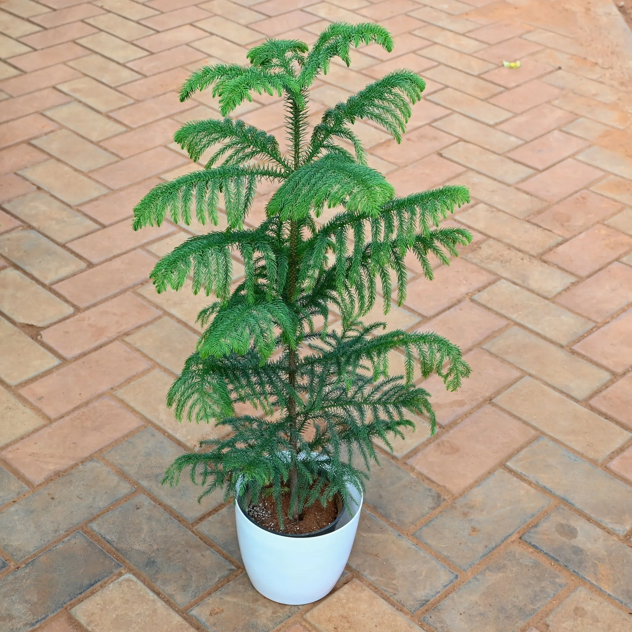 Araucaria / Christmas Tree ( ~ 1.5 Ft) in 7 Inch Classy White Premium Plastic Pot