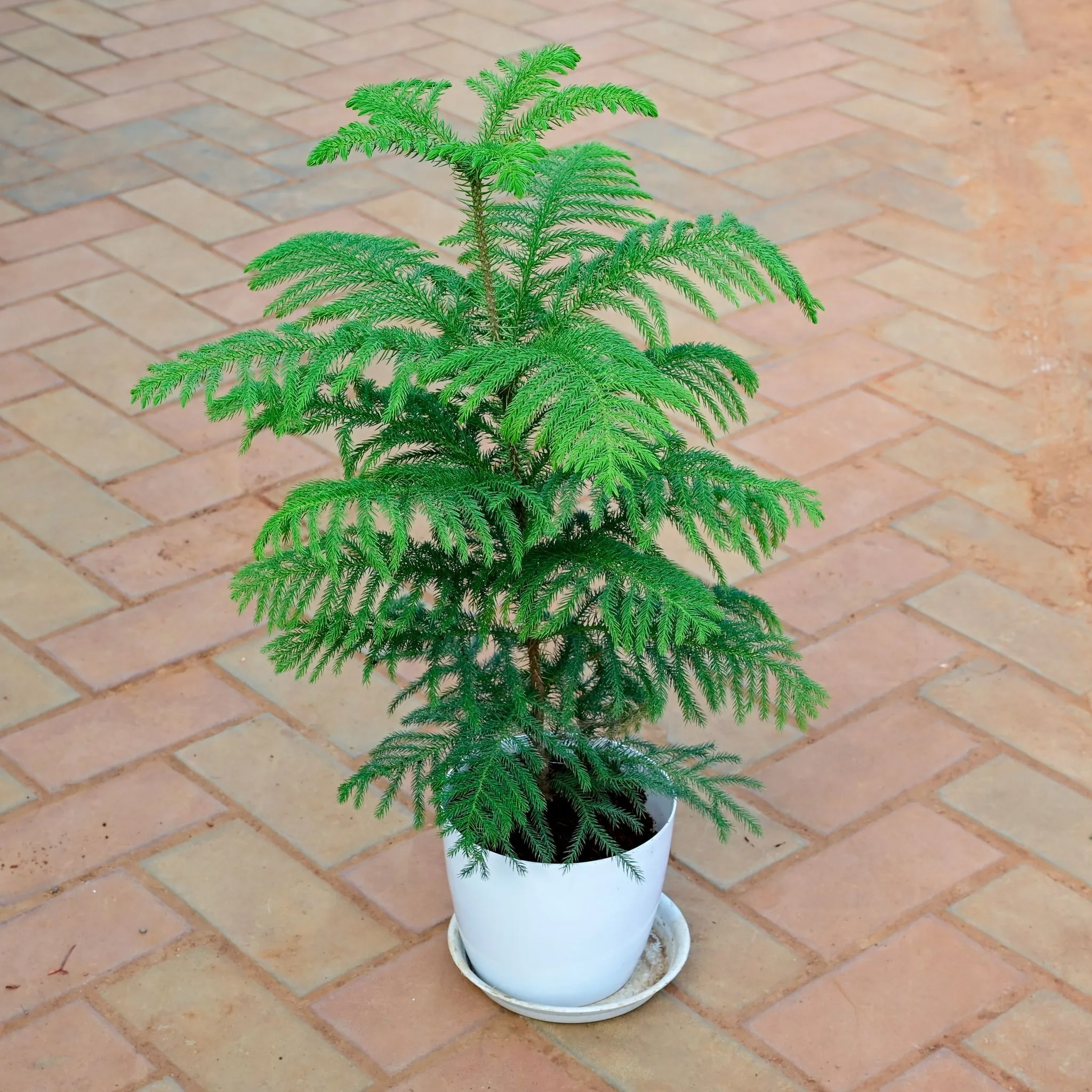 Araucaria / Christmas Tree (~ 1.5 Ft) in 7 Inch White Premium Sphere Plastic Pot with Tray