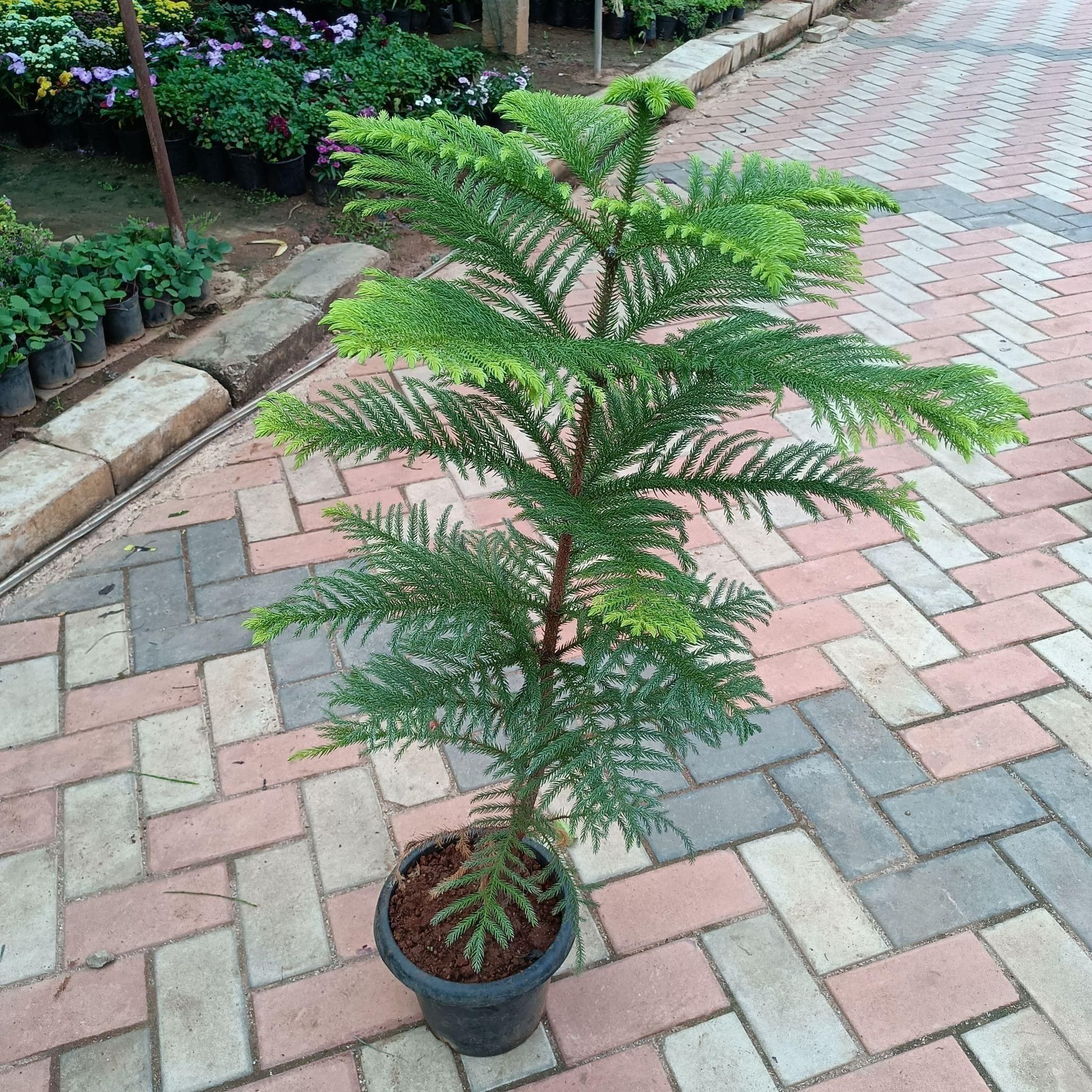 Araucaria / Christmas Tree (~ 3 Ft) in 10 Inch Nursery Pot