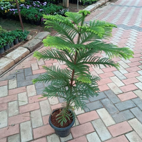 Araucaria / Christmas Tree (~ 3 Ft) in 10 Inch Nursery Pot