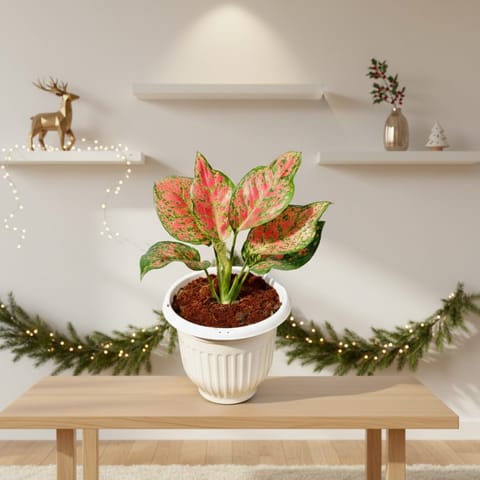 Aglaonema Red in 8 Inch White Olive Plastic Pot