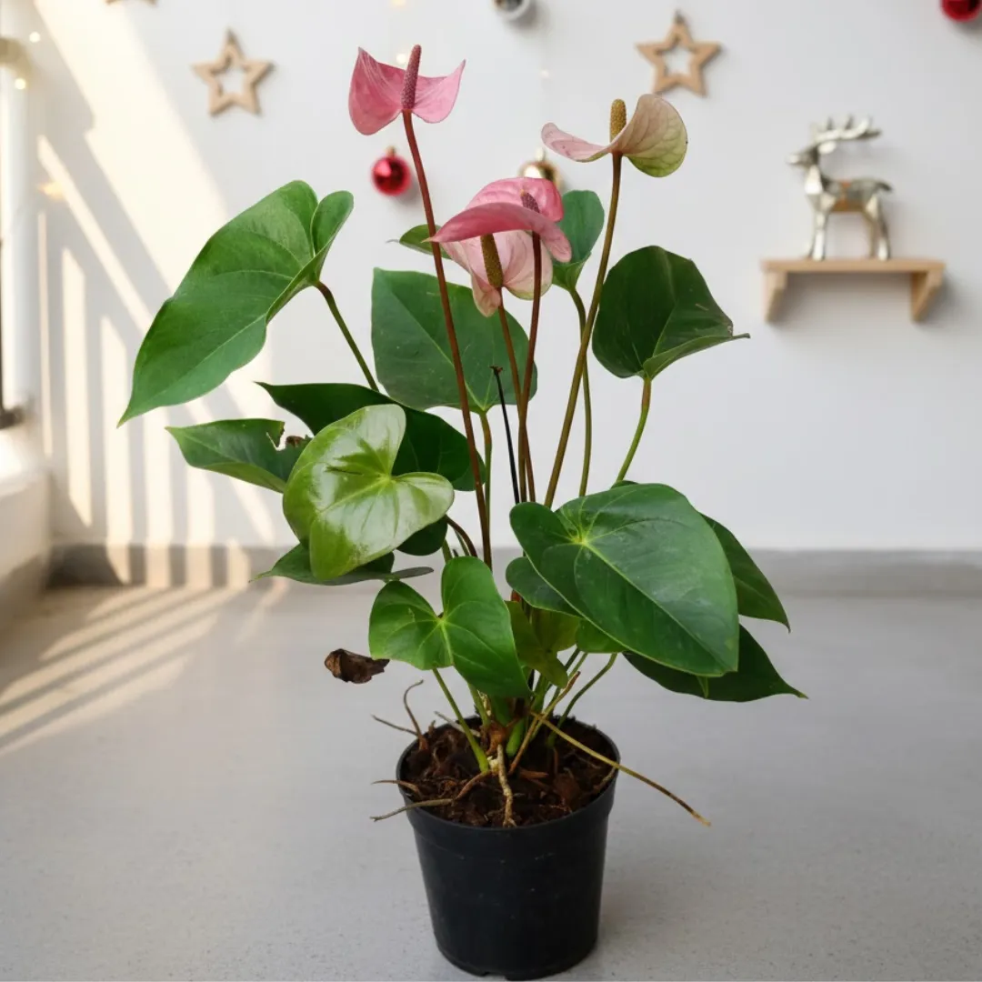 Anthurium Pink in 6 Inch Nursery Pot