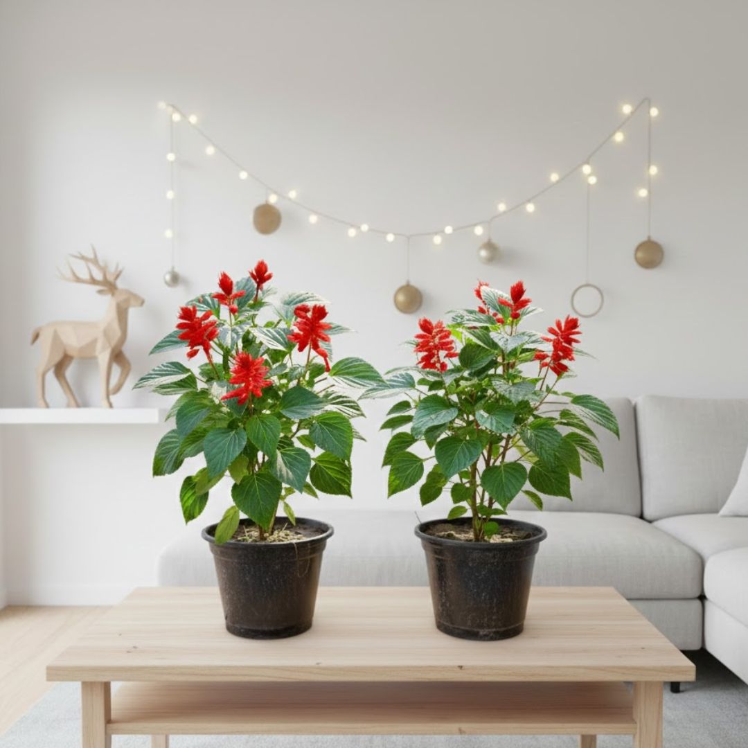 Set of 2 - Salvia red in 8 Inch Nursery Pot