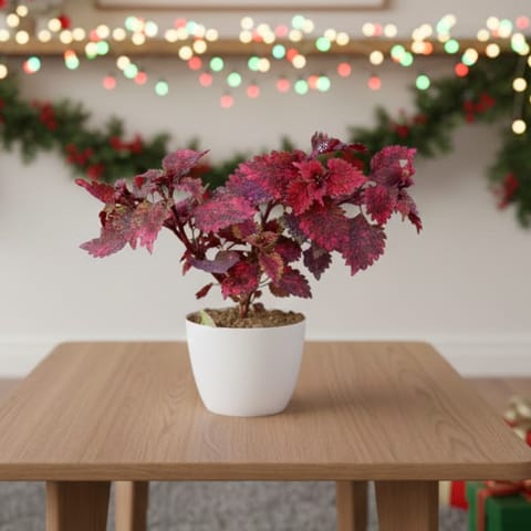 Coleus Red Brown in 6 Inch Premium Orchid Round Plastic Pot (any colour)