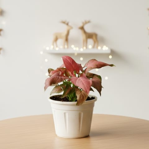 Syngonium Red Dwarf in 4 Inch Nursery Pot