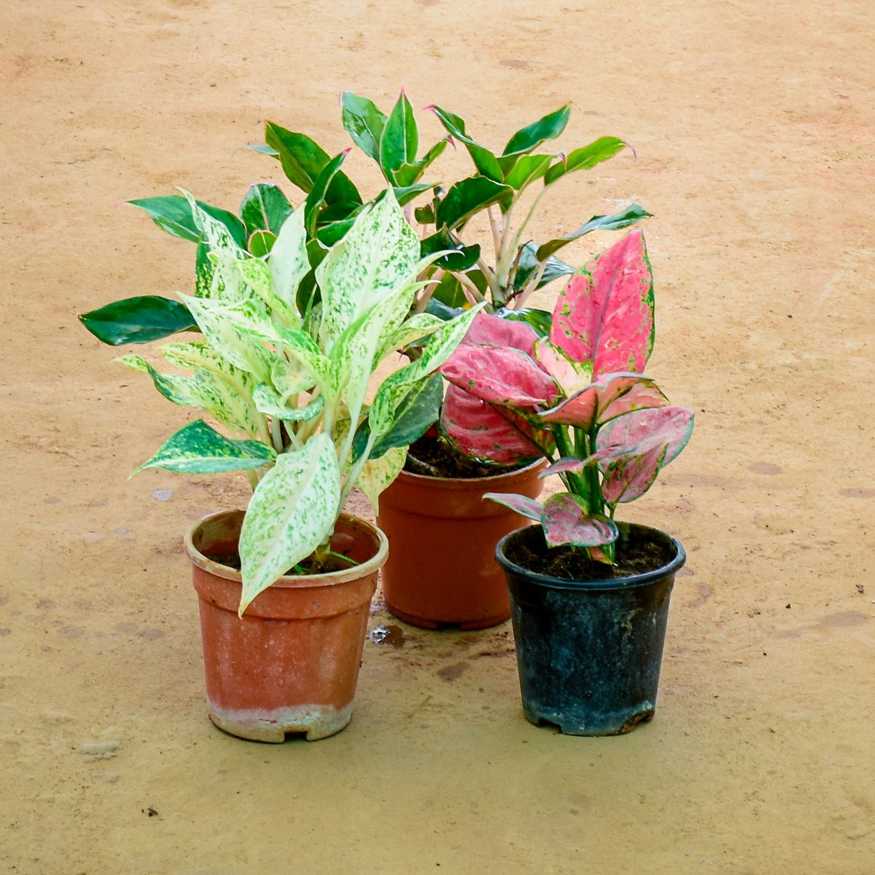 Set of 3 - Aglaonema (Spring Snow, Pink & White Stem) in 6 Inch Nursery Pot