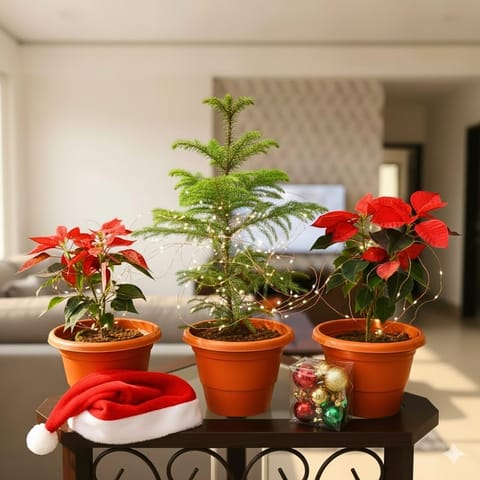Two Poinsettias / Christmas Flower Red & One Araucaria / Christmas Tree (~ 3 Ft) in 8 Inch Classy Red Plastic Plastic Pot