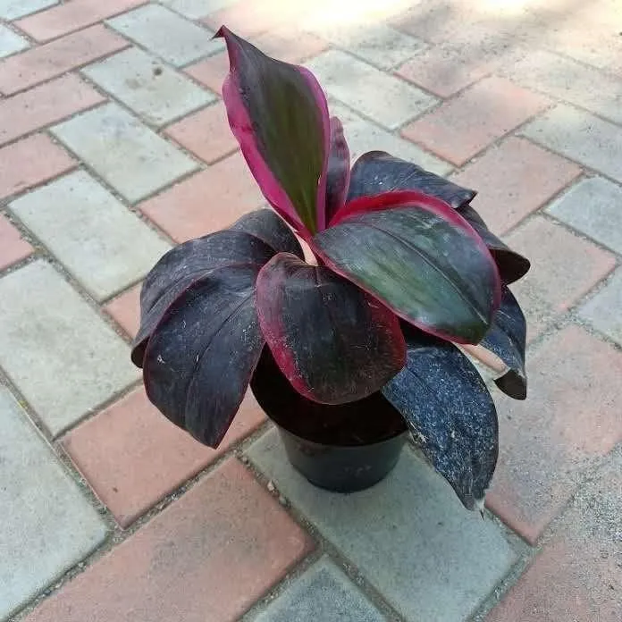 Dracaena Red in 6 Inch Nursery Pot