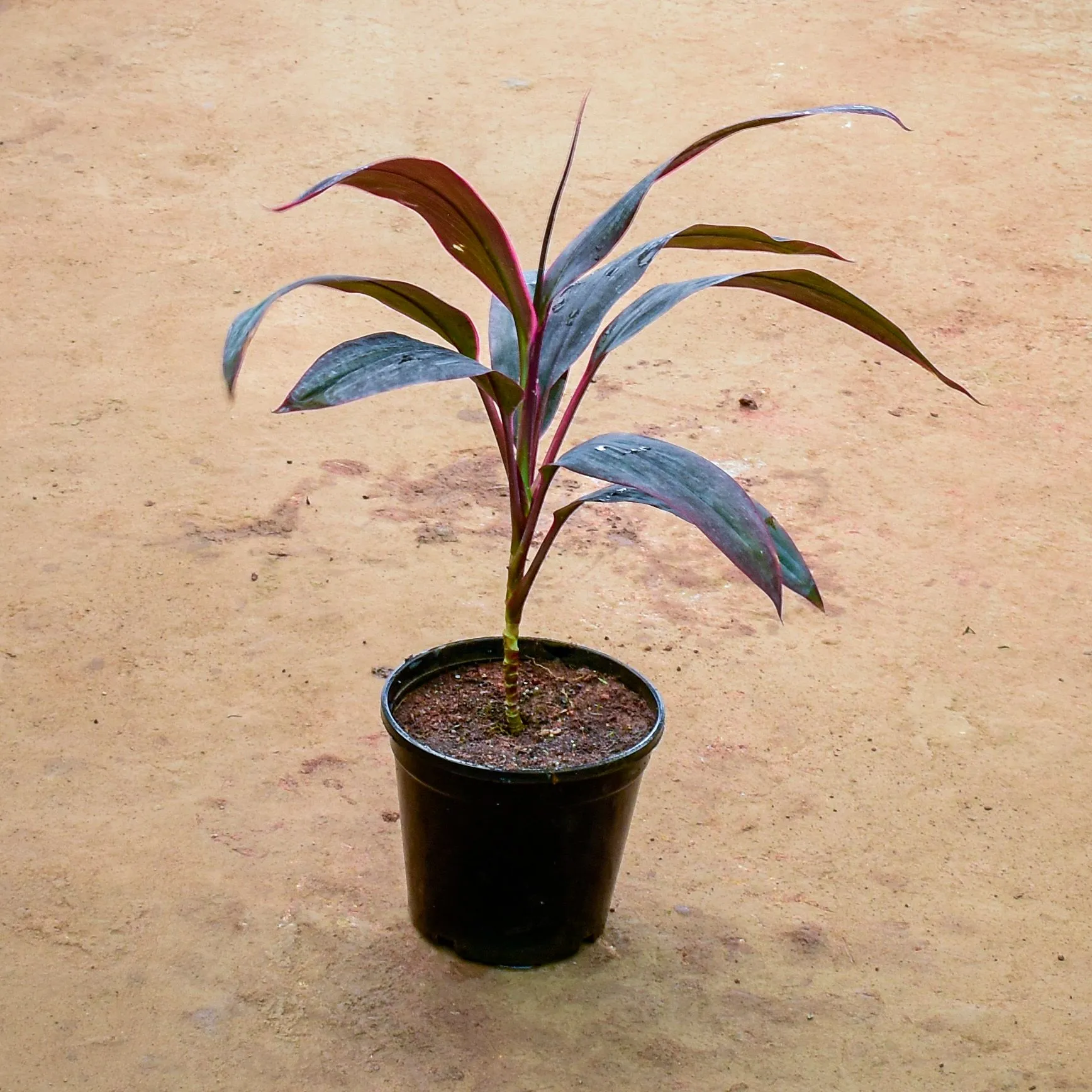 Dracaena Red in 6 Inch Nursery Pot