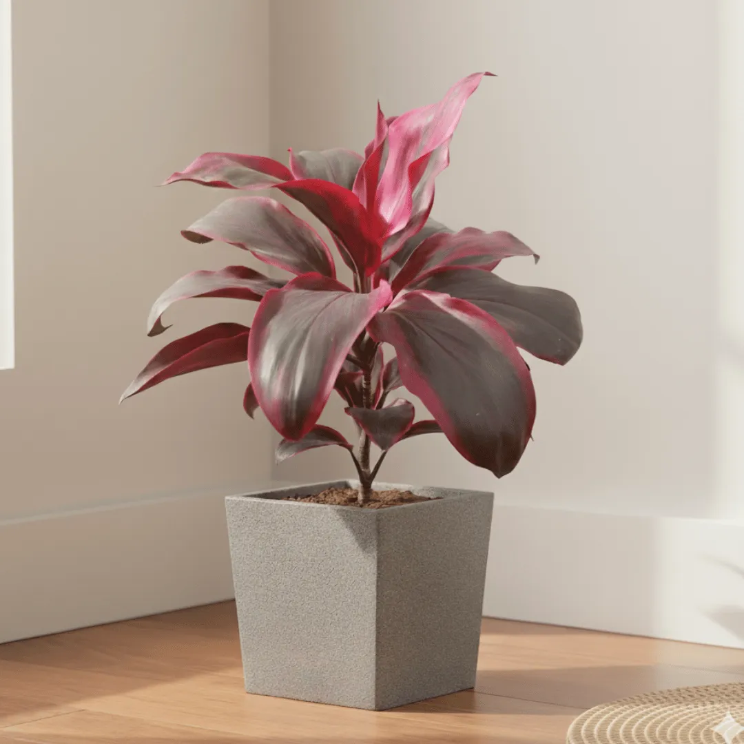 Dracaena Red Rubia Big Leaves (~ 1 ft) in 8 X 8 Inch Grey Premium Kyvos Fiberglass Planter