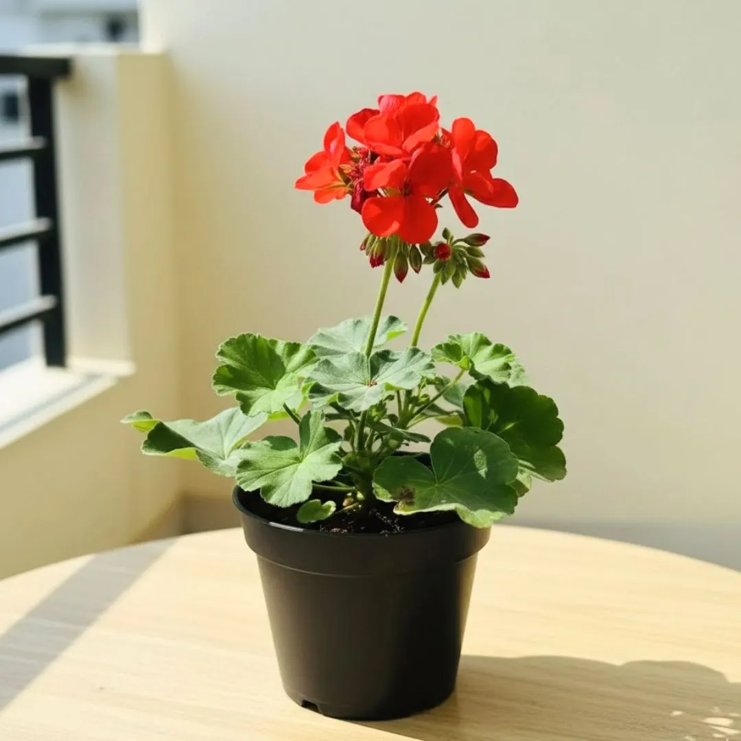 Geranium Red in 4 Inch Nursery Pot