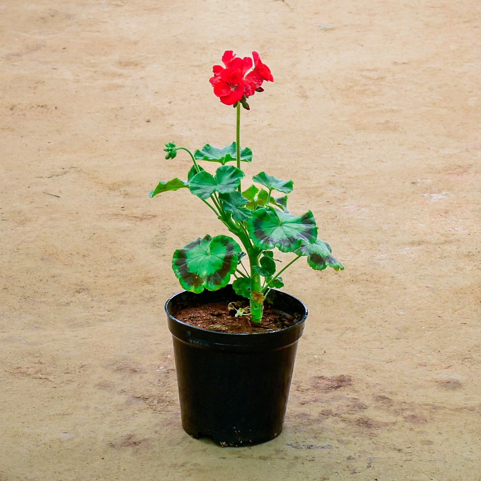 Geranium Red in 6 Inch Nursery Pot