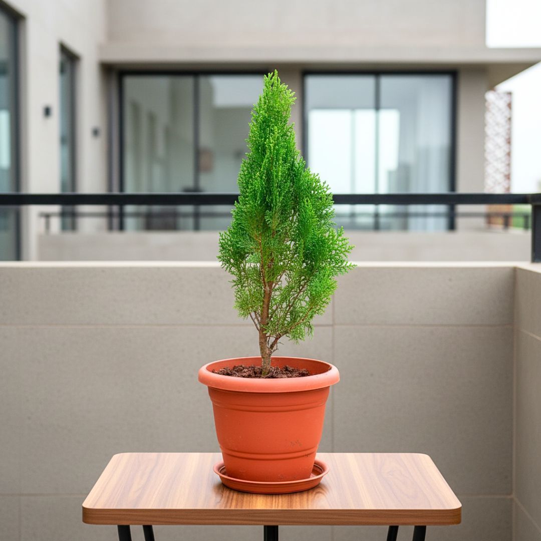Morpankhi in 7 Inch Classy Red Plastic Pot with Tray