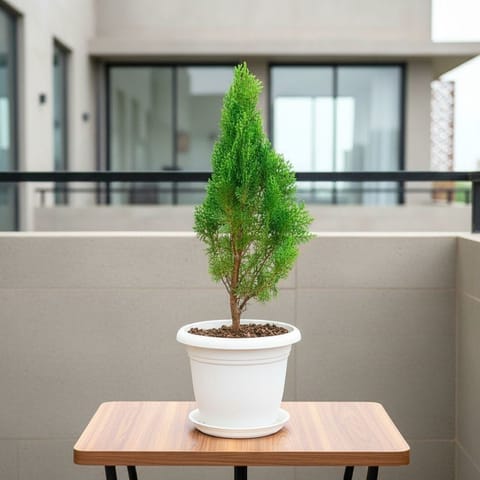 Morpankhi (~ 2 Ft)  in 8 Inch White Classy Plastic Pot with tray