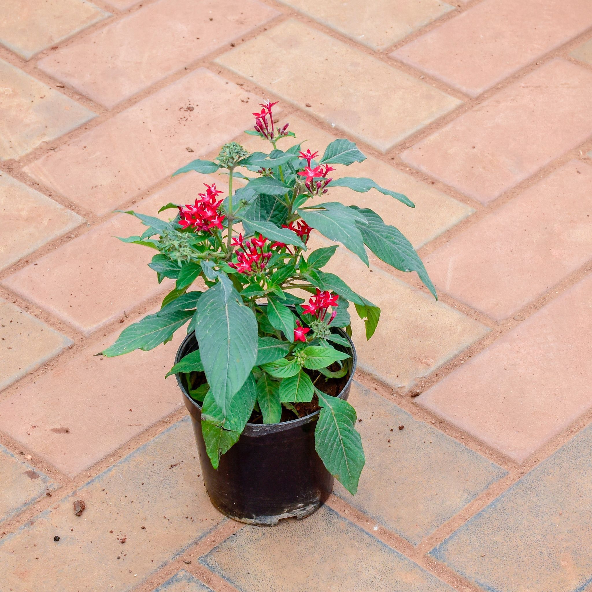 Pentas Red in 5 Inch Nursery Pot