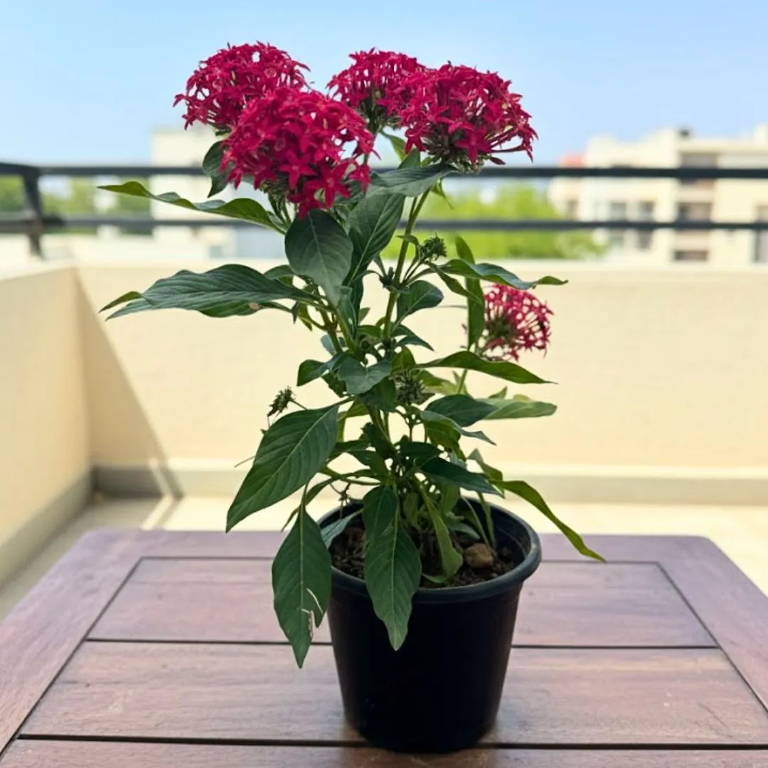 Pentas Red in 5 Inch Nursery Pot