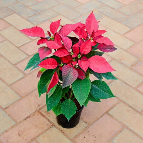 Poinsettia / Christmas Flower Red in 5 Inch Nursery Pot