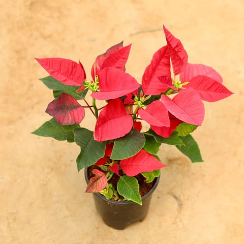 Poinsettia / Christmas Flower Red in 6 Inch Nursery Pot