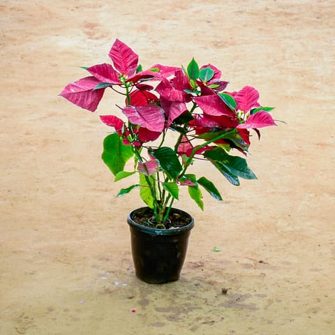 Poinsettia / Christmas Flower Red in 6 Inch Nursery Pot