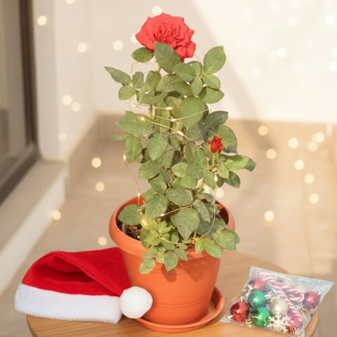 Rose Desi Red in 10 Inch Classy Red Plastic Pot with Tray