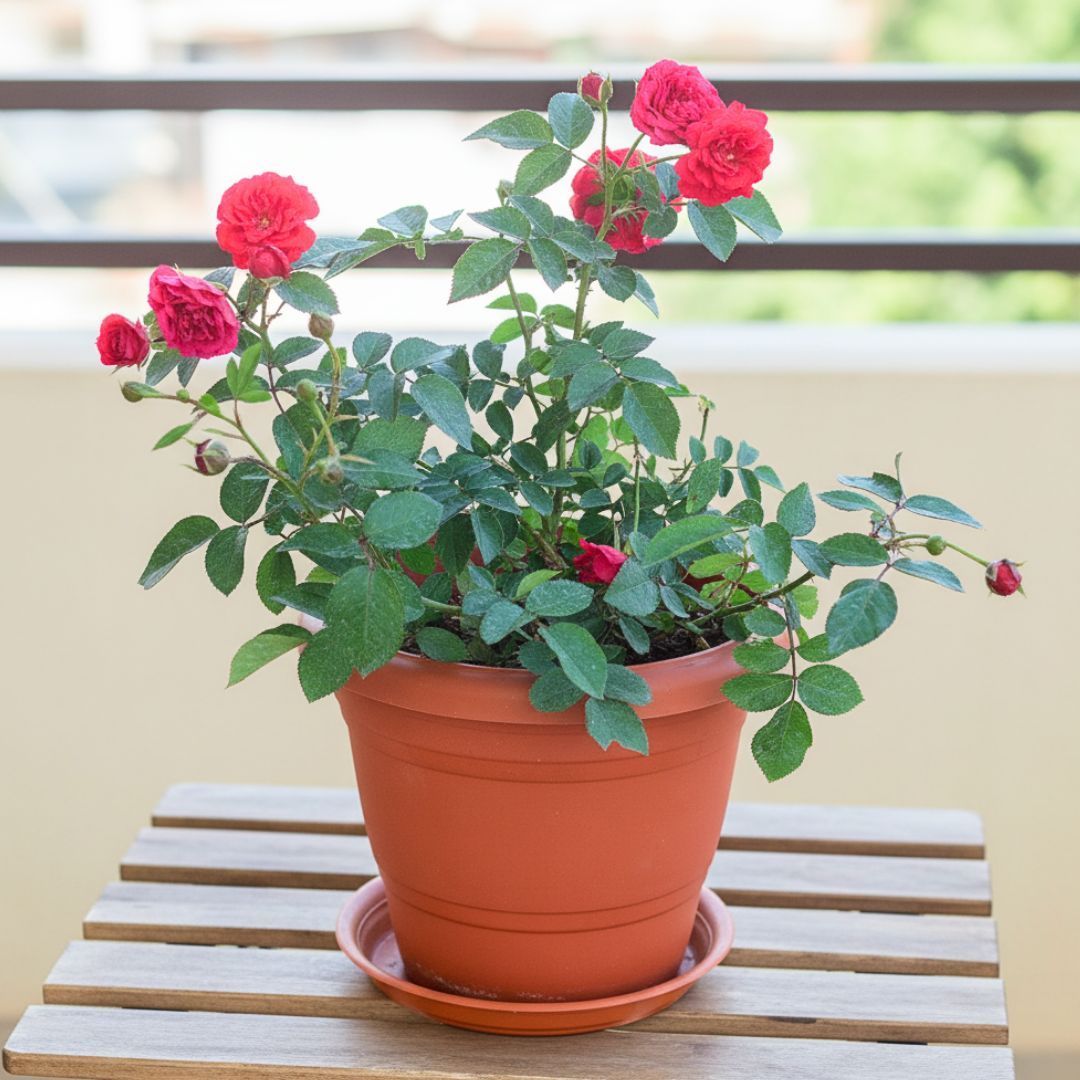 Rose Red in 7 Inch Classy Red Plastic Pot with Tray
