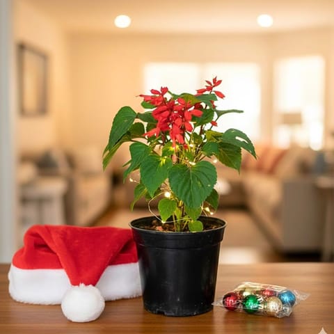 Xmas delight - Salvia Red in 4 Inch Nursery Pot