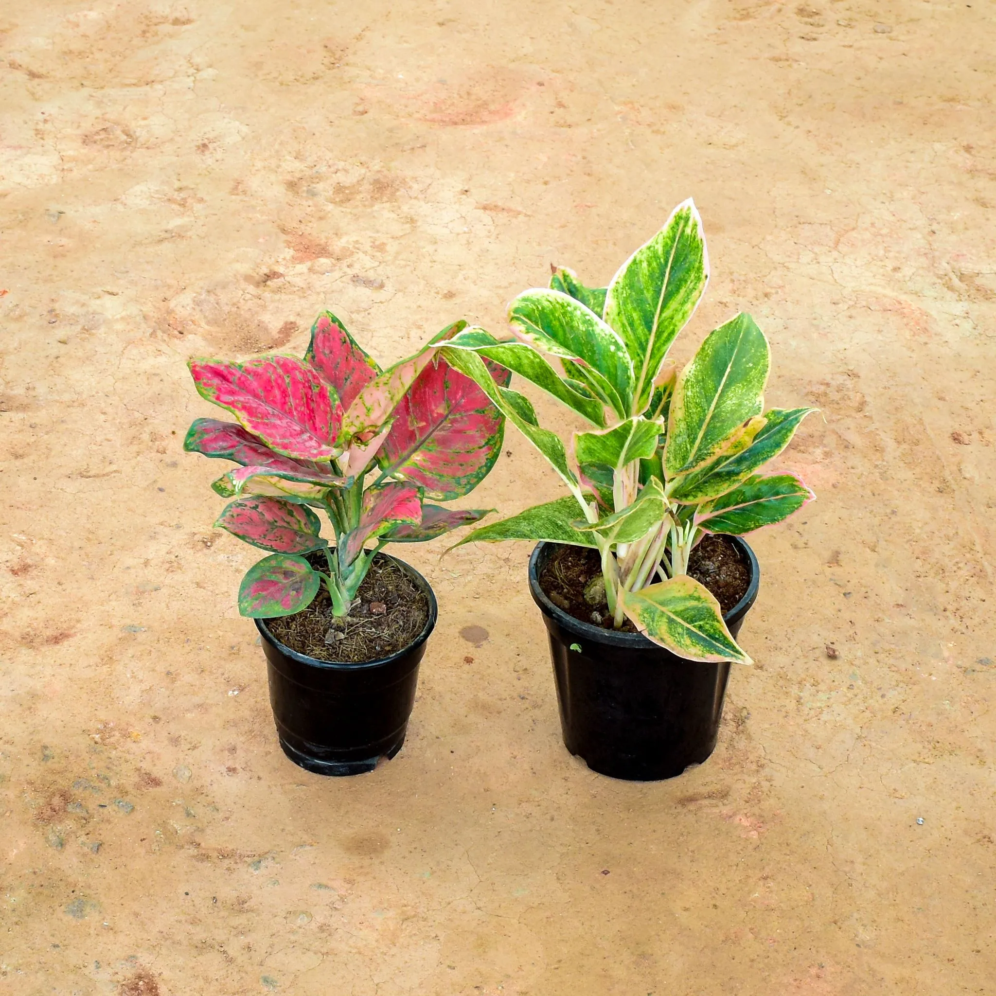 Set of 2 - Aglaonema (Red Ruby & Butterfly) in 6 Inch Nursery Pot
