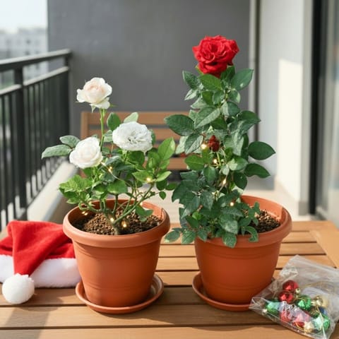 Set of 2 - Rose (Red & White) in 8 Inch Classy Red Plastic Pot with Tray