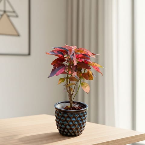 Acalypha Red in 4 Inch Pineapple Designer Ceramic Pot (Any Colour)