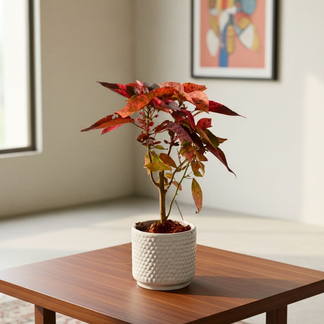 Acalypha Red in 4 Inch White Designer Cylindrical Ceramic Pot (Any Design)