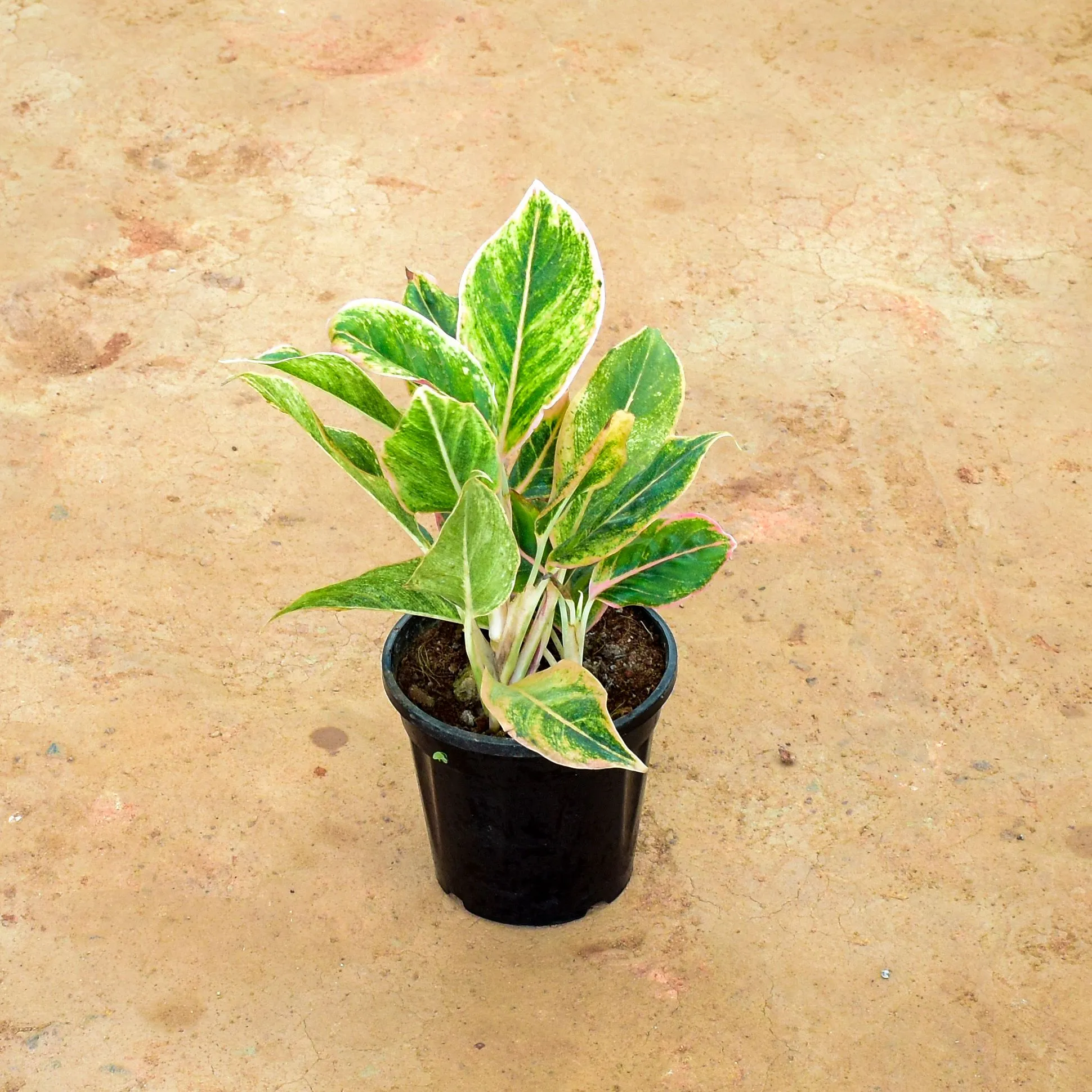 Aglaonema Butterfly in 6 Inch Nursery Pot