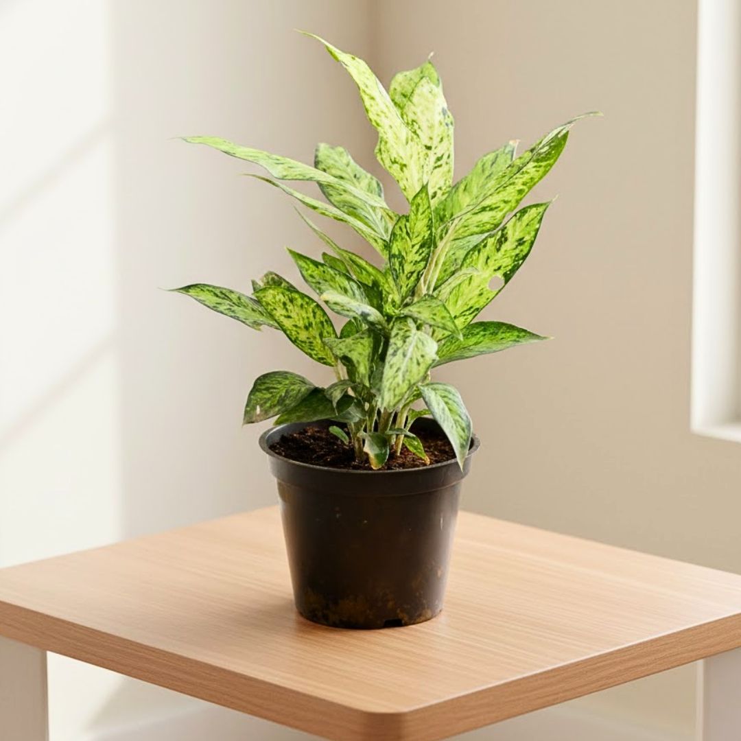 Aglaonema Evergreen in 5 Inch Nursery Pot