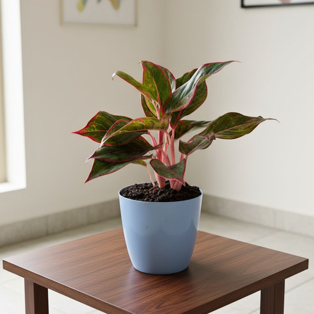 Aglaonema Lipstick Green in 6 Inch Premium Plastic Pot (any colour)